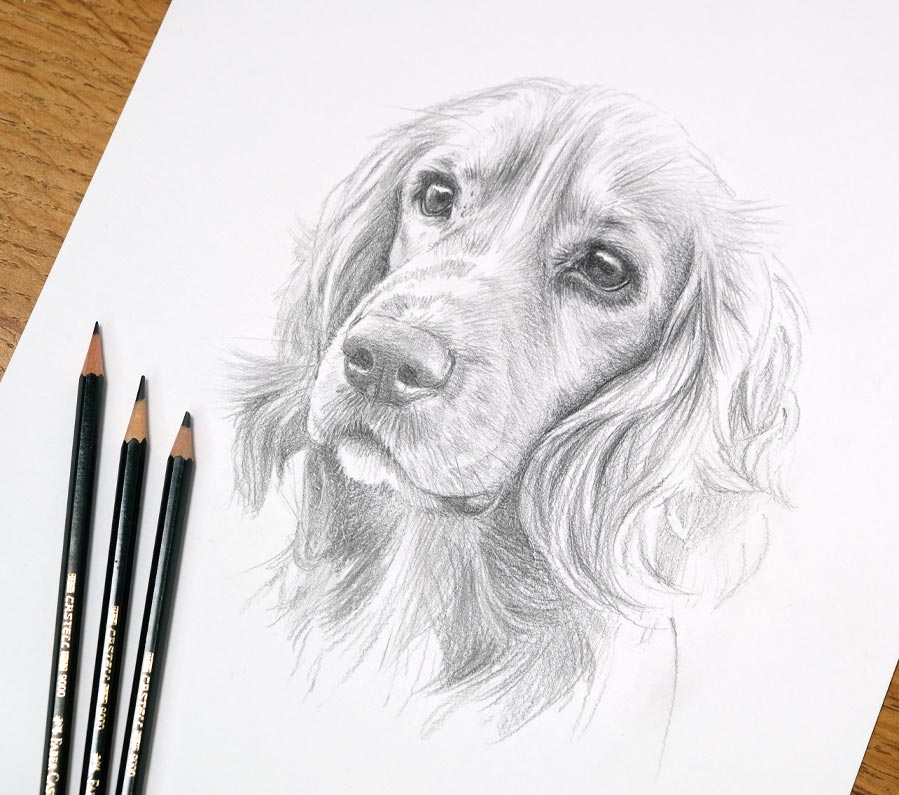 Cocker Spaniel pencil sketch, hand drawn in graphite by artist Melanie Phillips