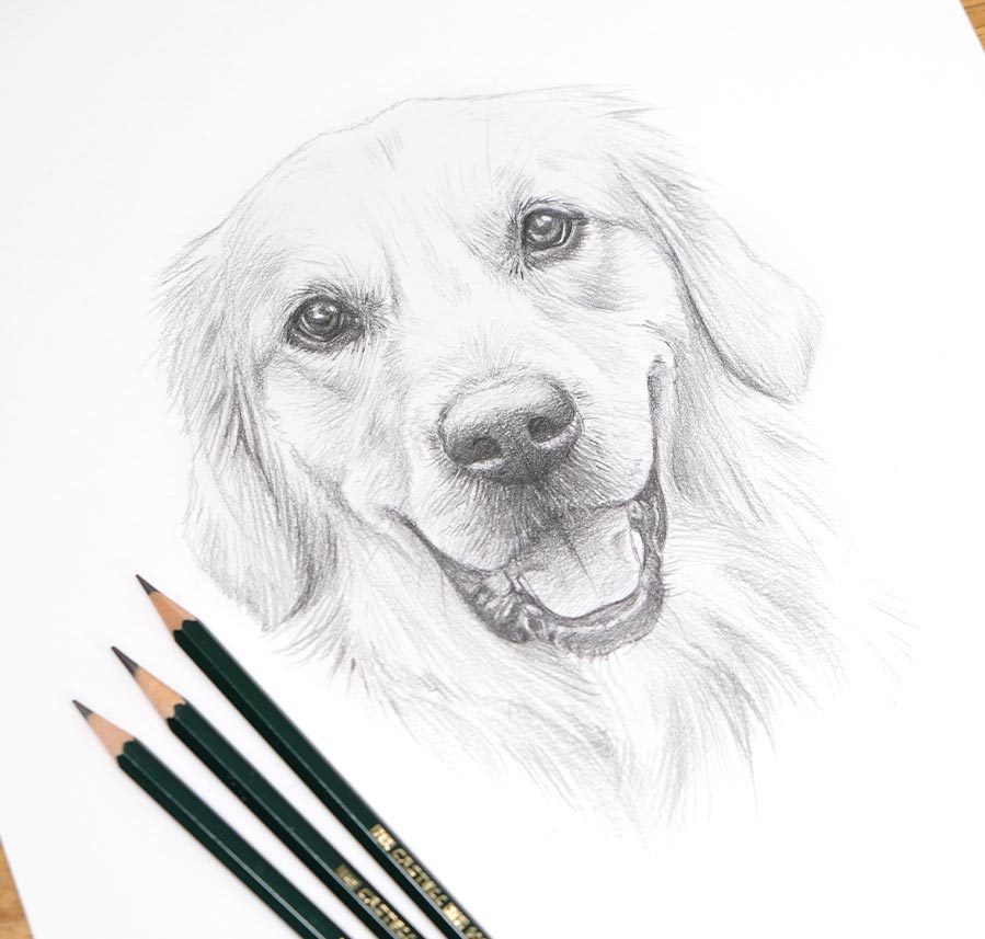 Labrador dog sketch by Melanie Phillips