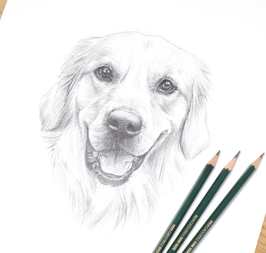 Detailed Labrador pencil sketch by Melanie Phillips
