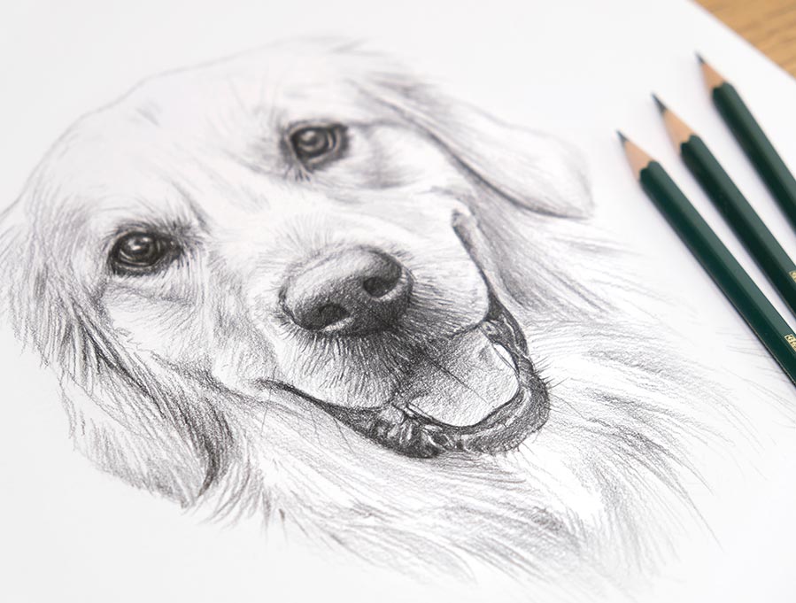 Labrador pet portrait sketch in pencil
