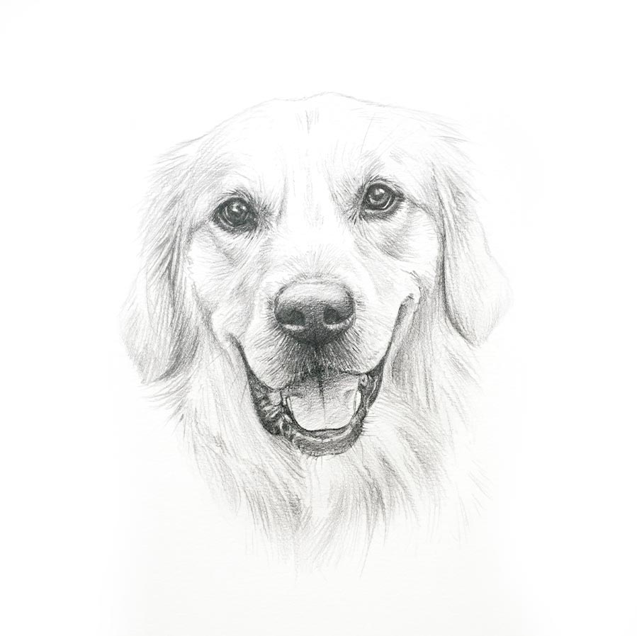 Labrador sketch artwork by UK pet portrait artist