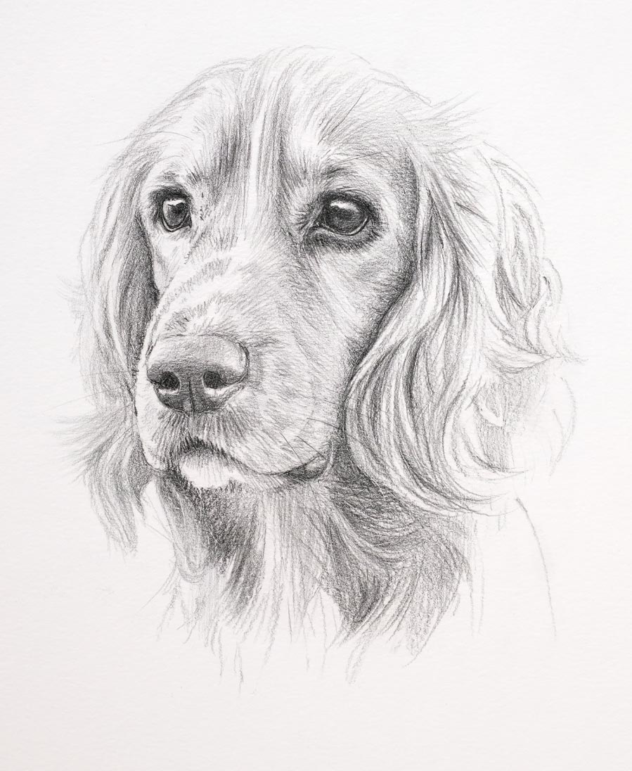 Detailed pencil drawing of Cocker Spaniel custom dog portrait