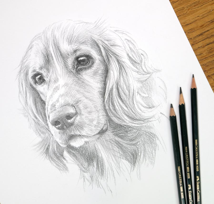 Cocker Spanielcaptured in a pencil sketch portrait by Melanie Phillips