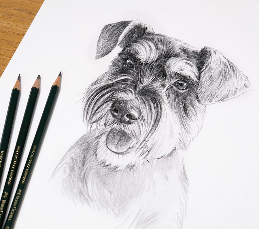 Detailed pencil sketch of a Schnauzer dog portrait
