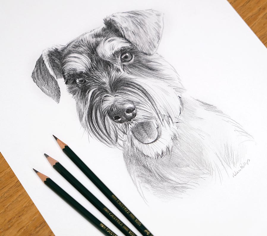 Original Pencil Sketch of a Schnauzer