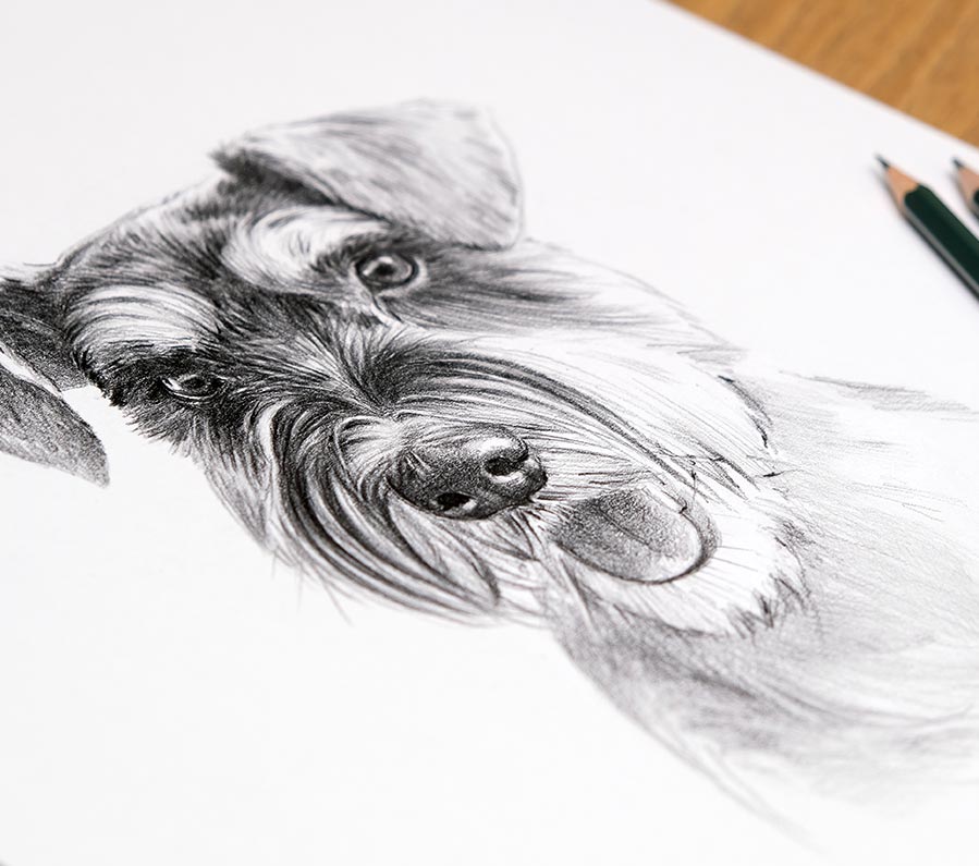 Custom Schnauzer Pet Portrait Sketch
