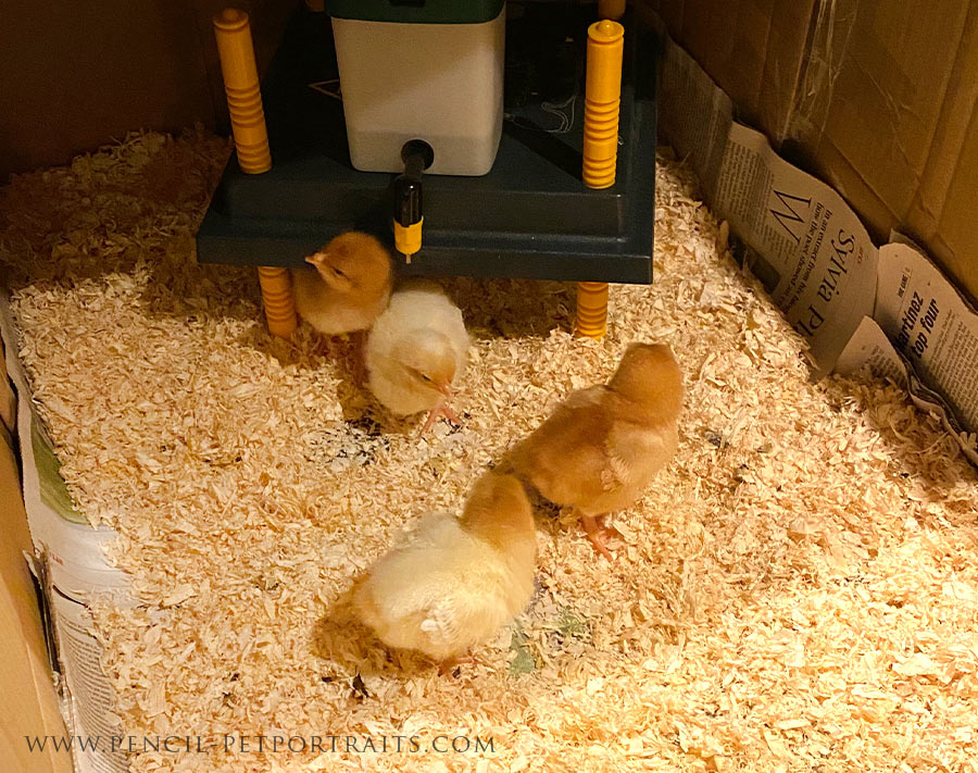 Growing Chicks