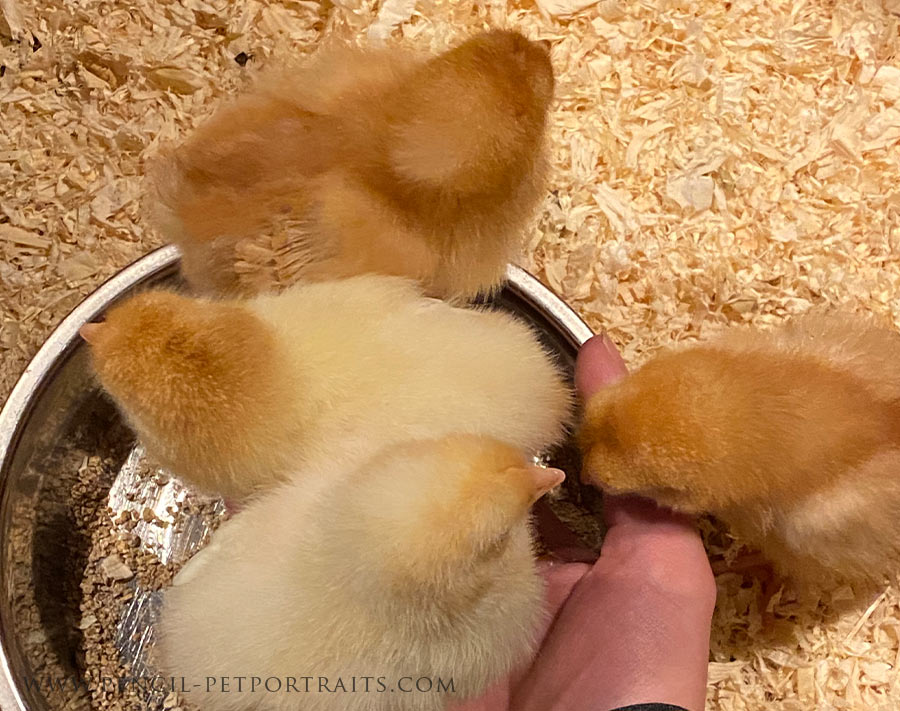 Growing Chicks