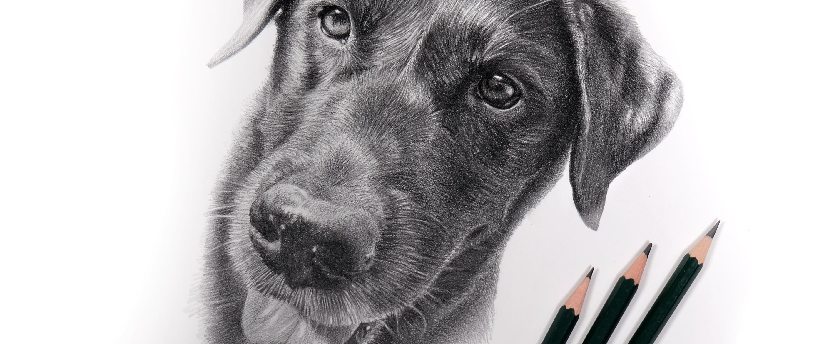 Pencil Pet Portrait Commissons