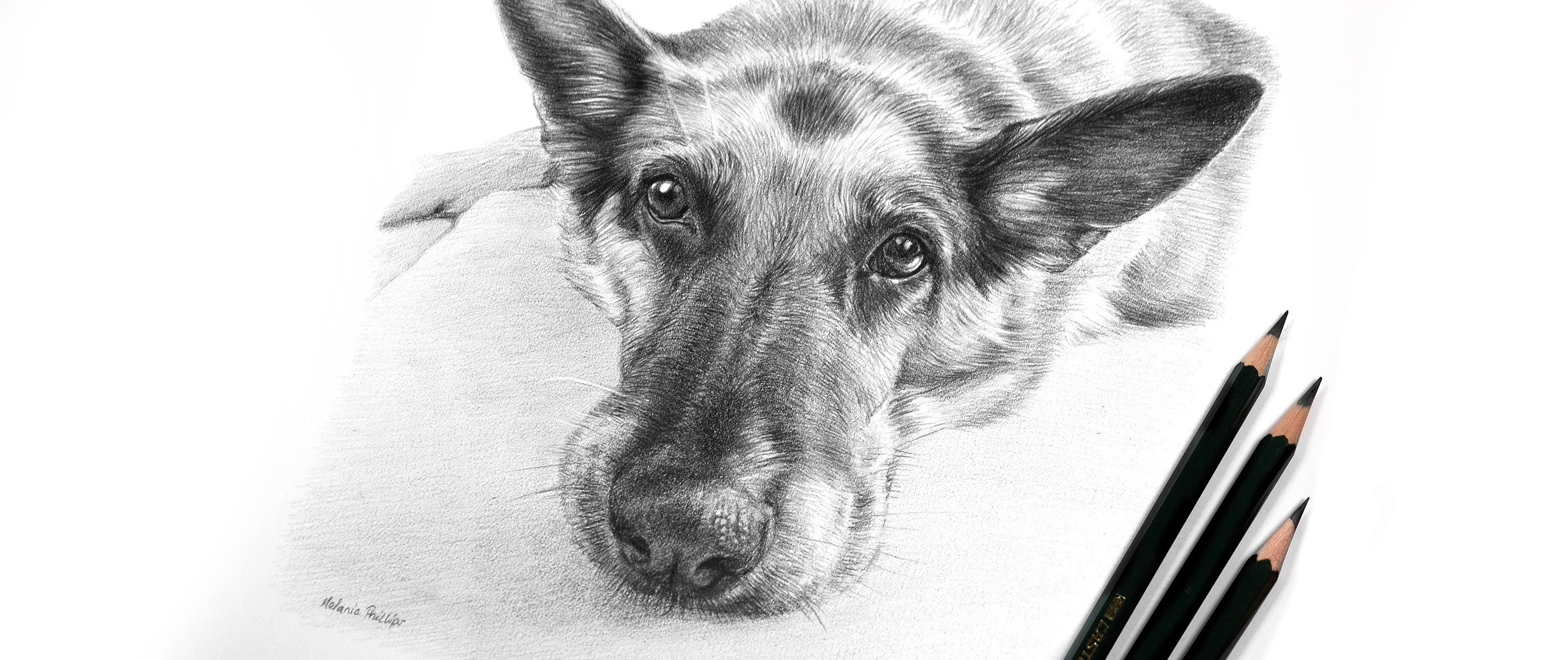 Pencil Pet Portraits