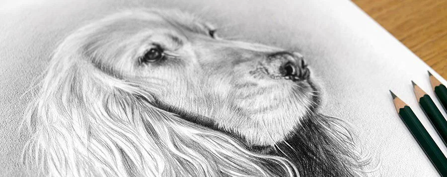 Pencil Portrait of a Cocker Spaniel Detailed pencil portrait of a Cocker Spaniel, capturing its fur texture.