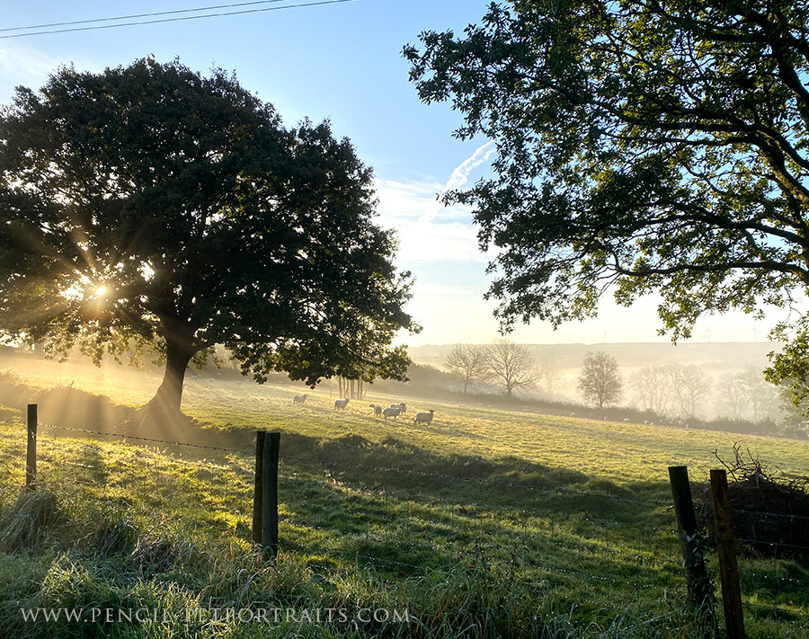 Misty Sun, fields and Trees