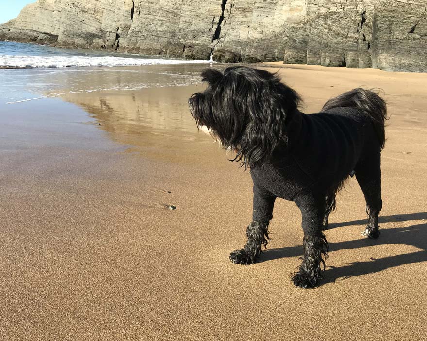 Lily on Mwnt Beach