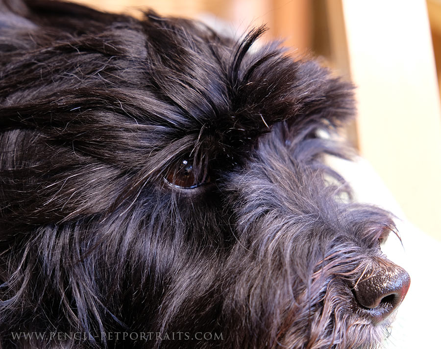 Lily Tibetan Terrier in the snow