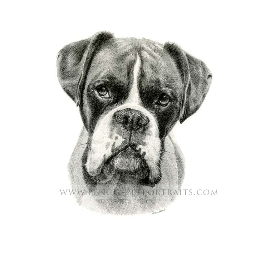 boxer pet portraits