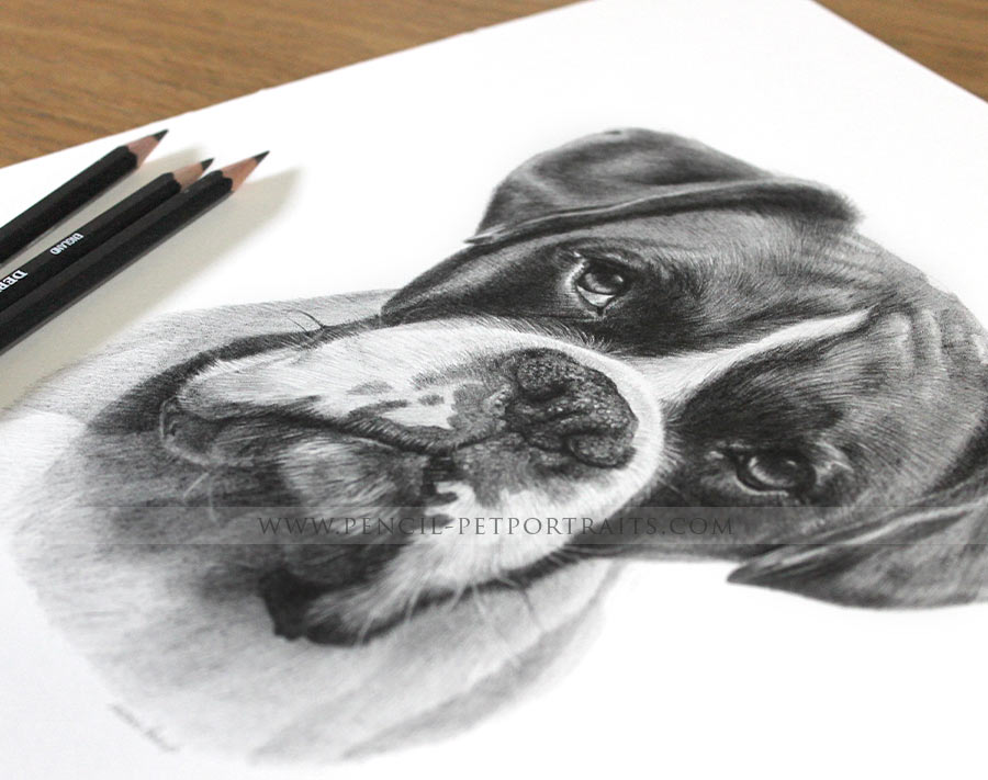 pencil portrait of boxer