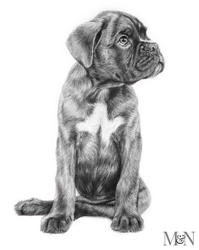 Boxer Portrait