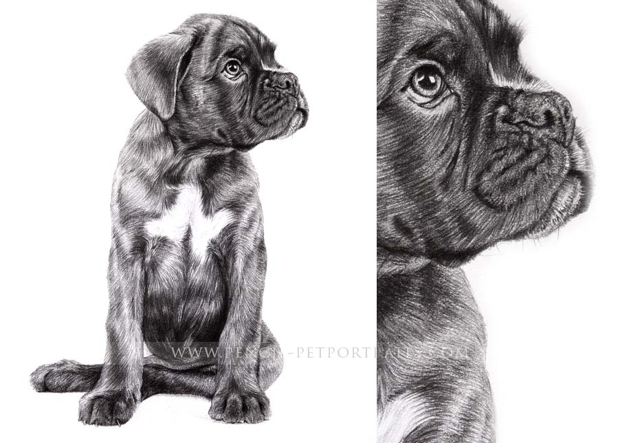 Boxer Pencil Portrait