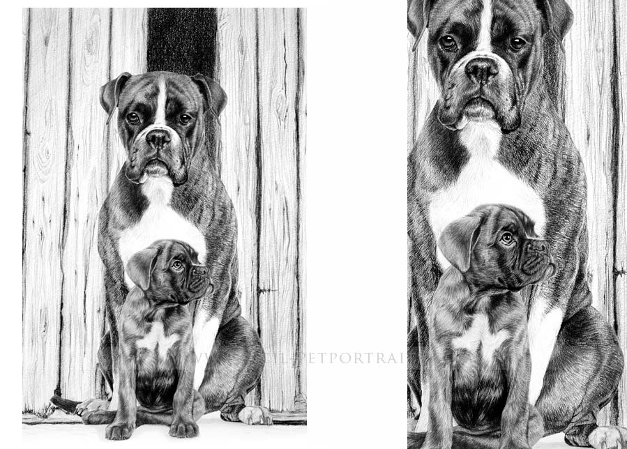 Boxer Pencil Portrait