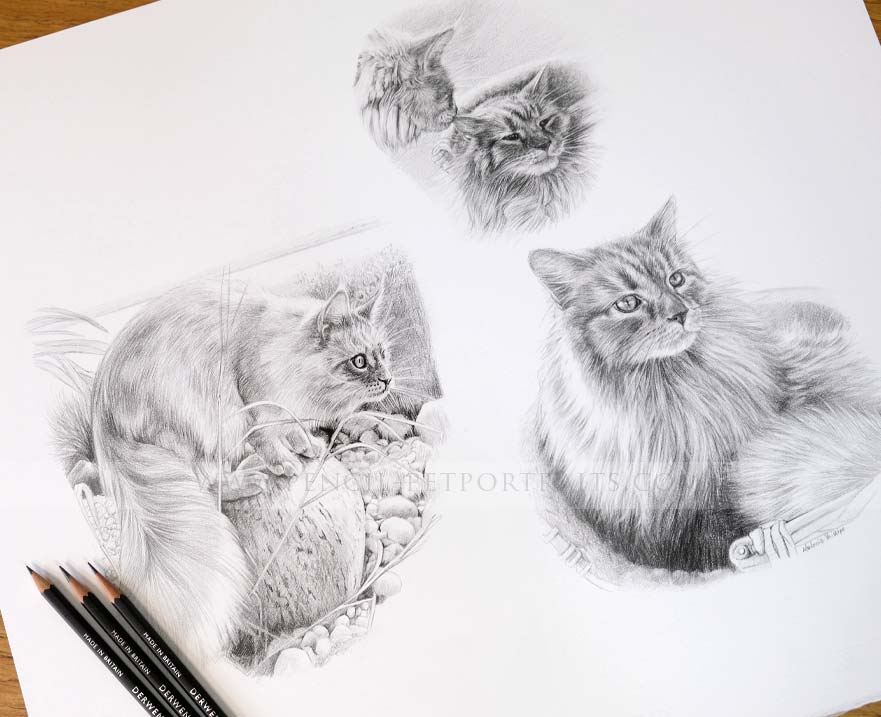 Cat Pencil Pet Portraits