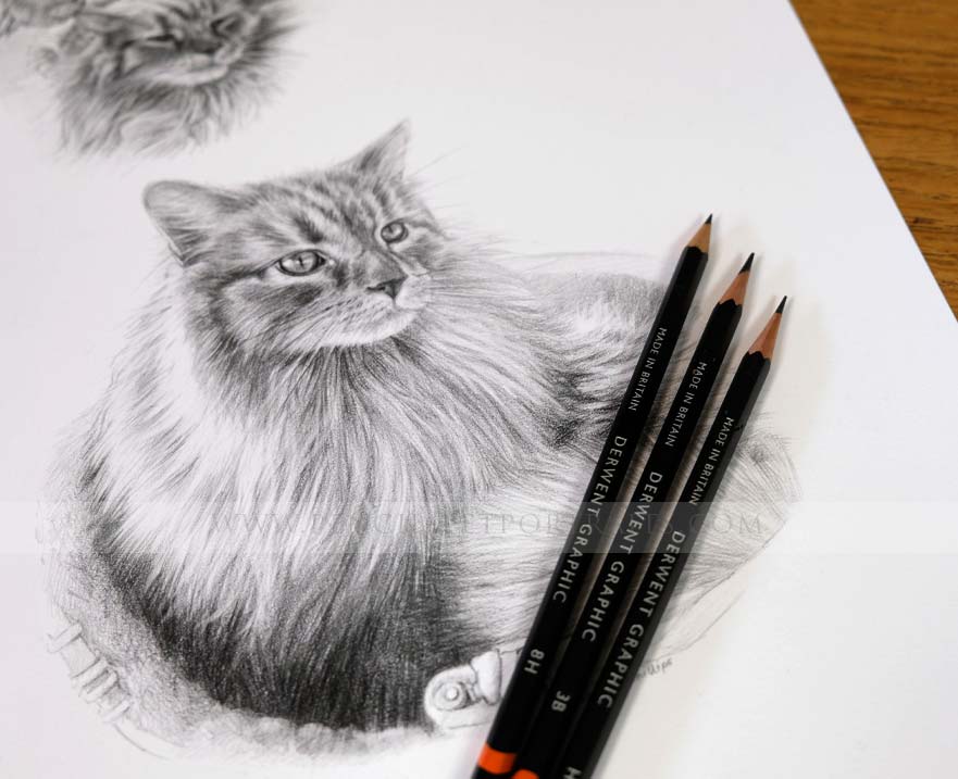 Cat Pencil Pet Portraits