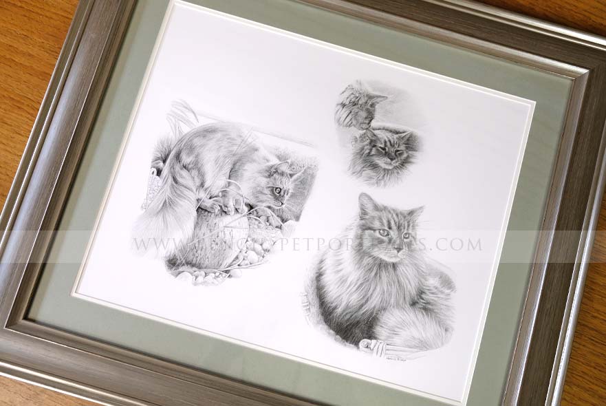 Cat Pencil Pet Portraits