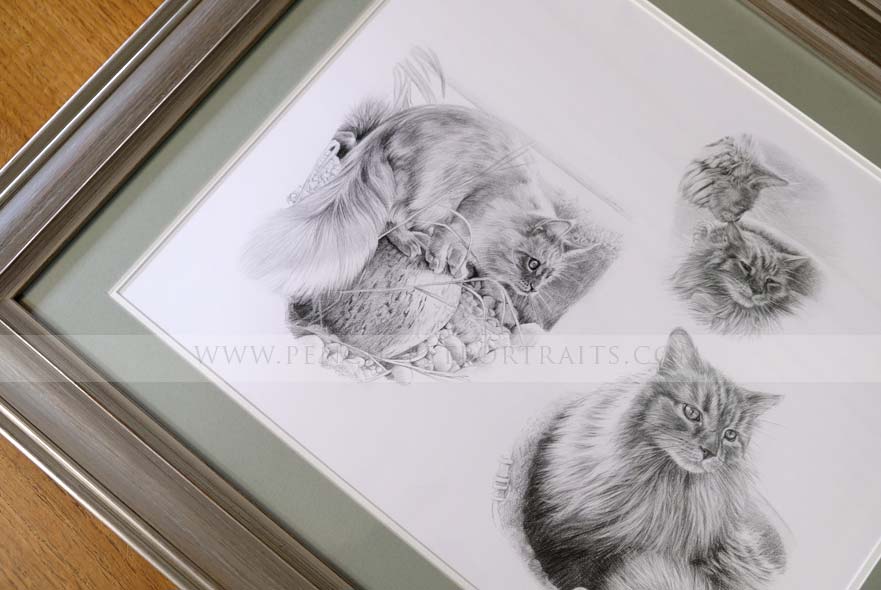 Cat Pencil Pet Portraits