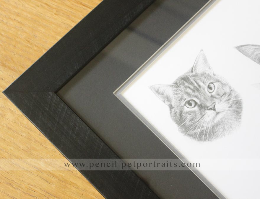 Cat Pencil Pet Portraits