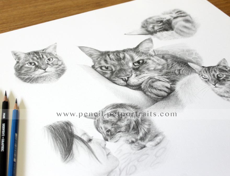 Cat Pencil Pet Portraits