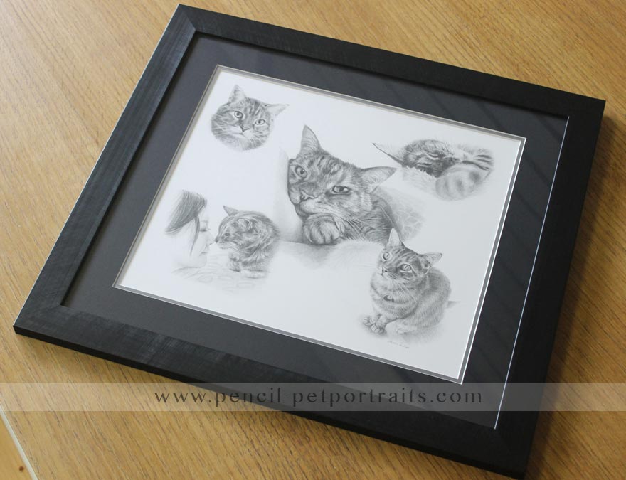 Cat Pencil Pet Portraits