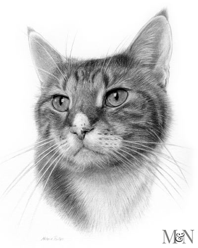 Cat Pet Portrait