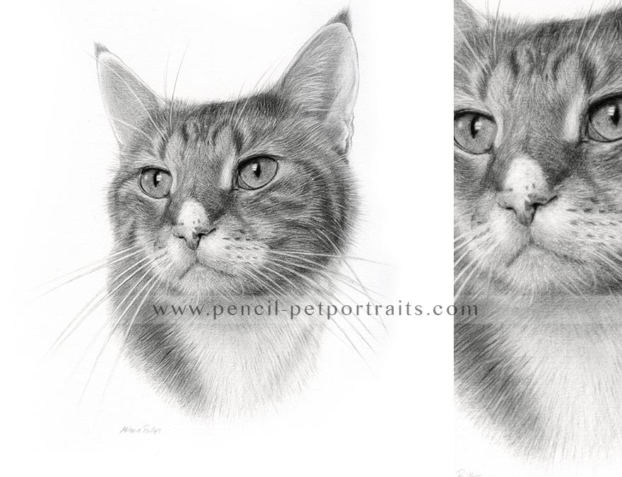 cat pet portrait