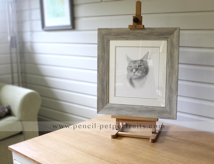 cat pet portrait