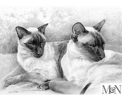 siamese cat pet portraits