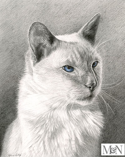 Cat Portraits