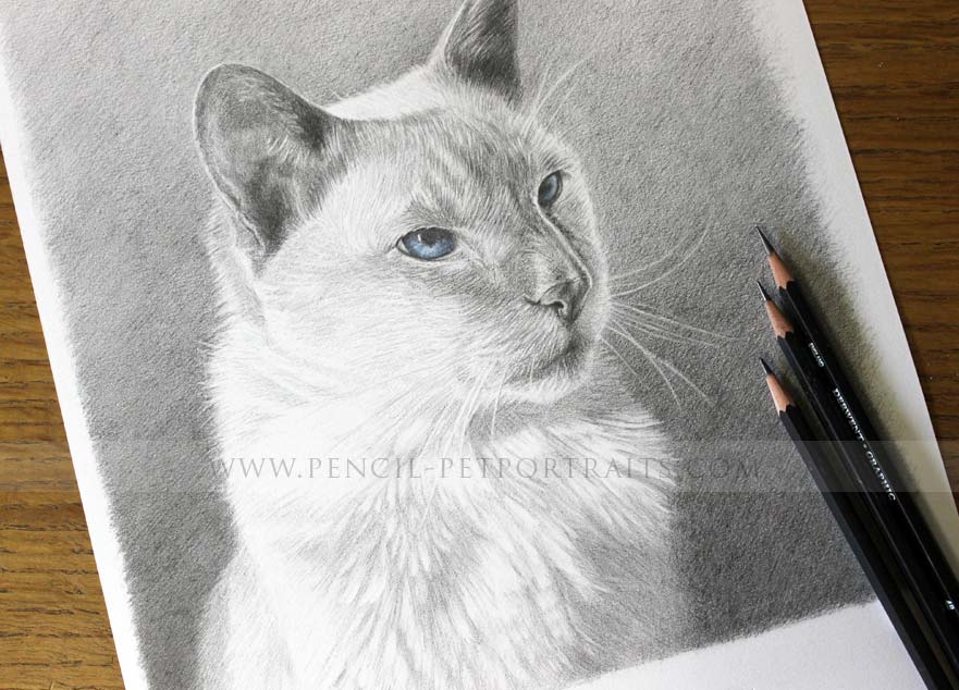 cat portraits 