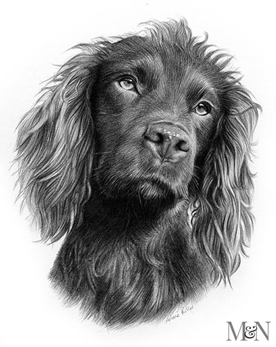 Cocker Spaniel Pencil Portraits