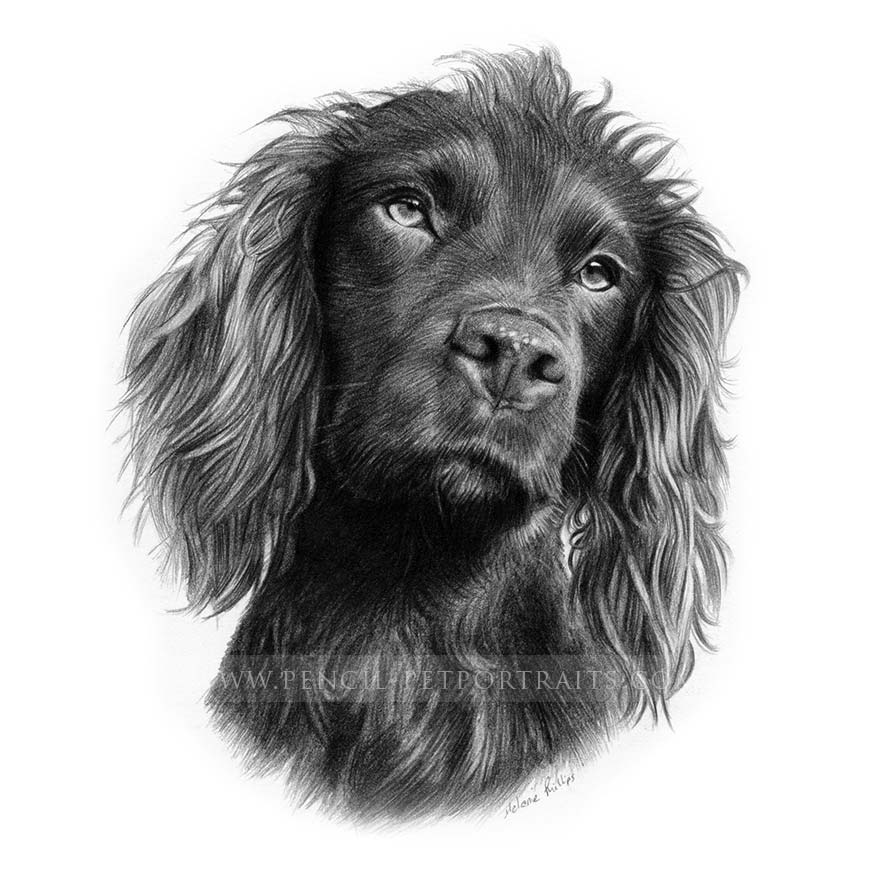 Cocker Spaniel Pet Portraits