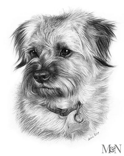 Dog Pet Portraits