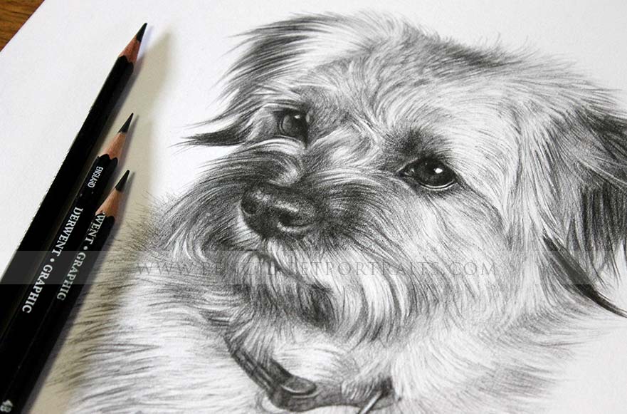 Dog Pet Portraits