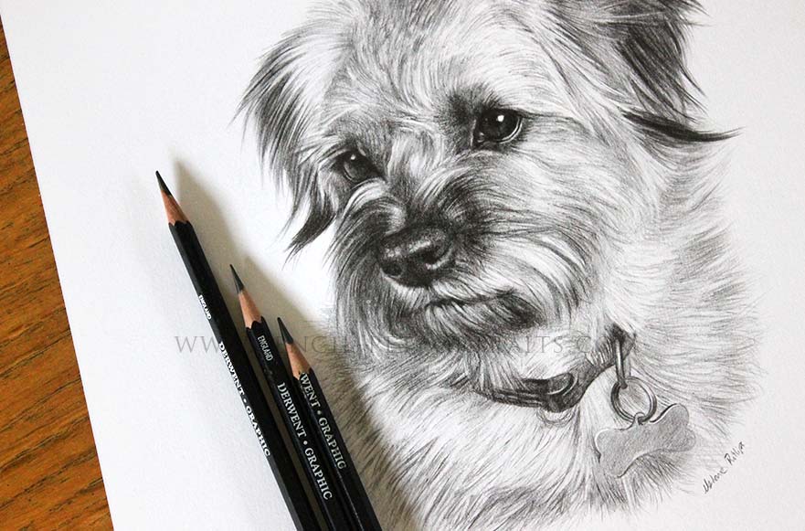 Dog Pet Portraits