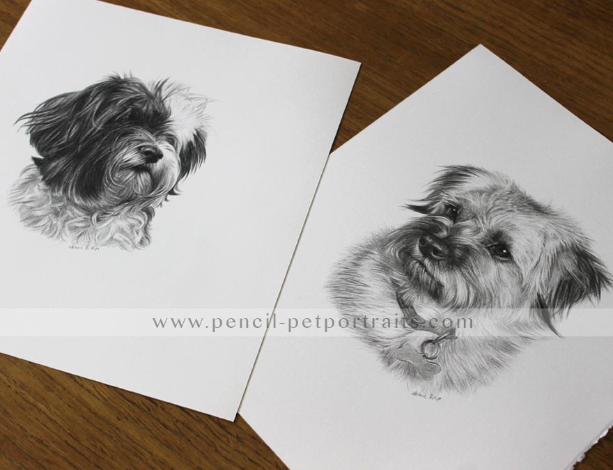 Dog Pet Portraits