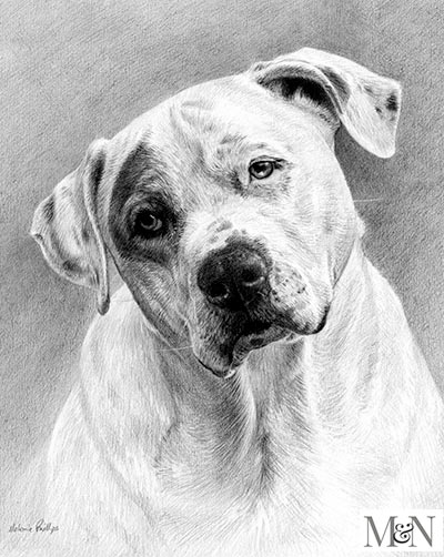 Dog Portraits