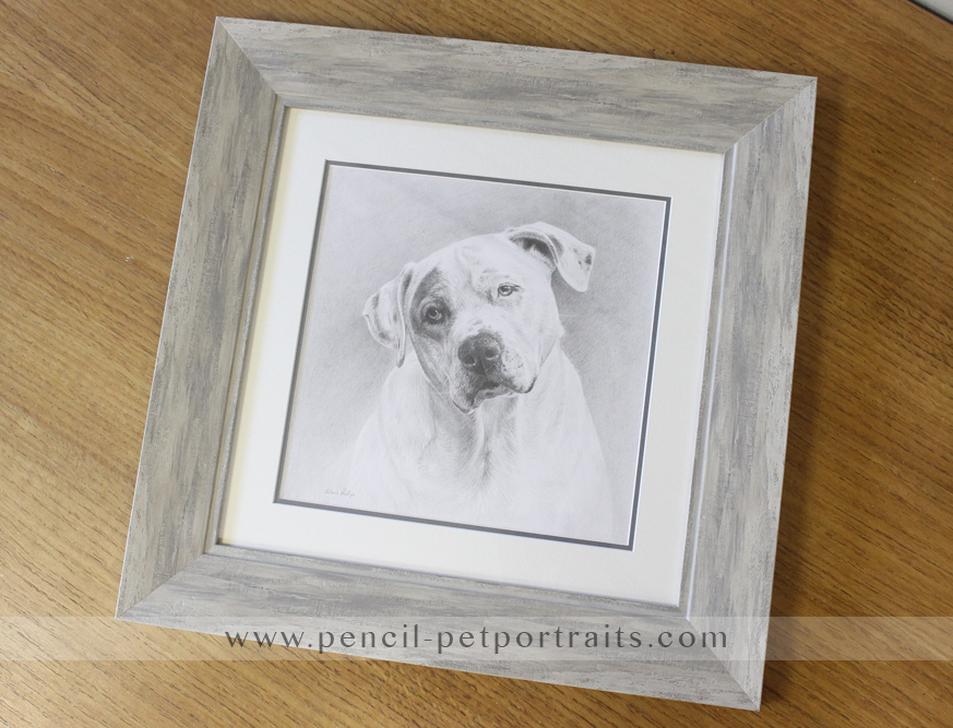 Dog Pet Portraits