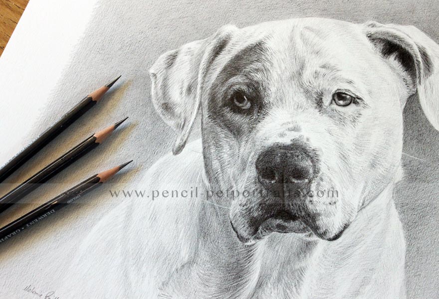 Dog Pet Portraits