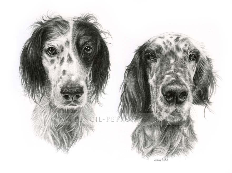 English Setter Portraits