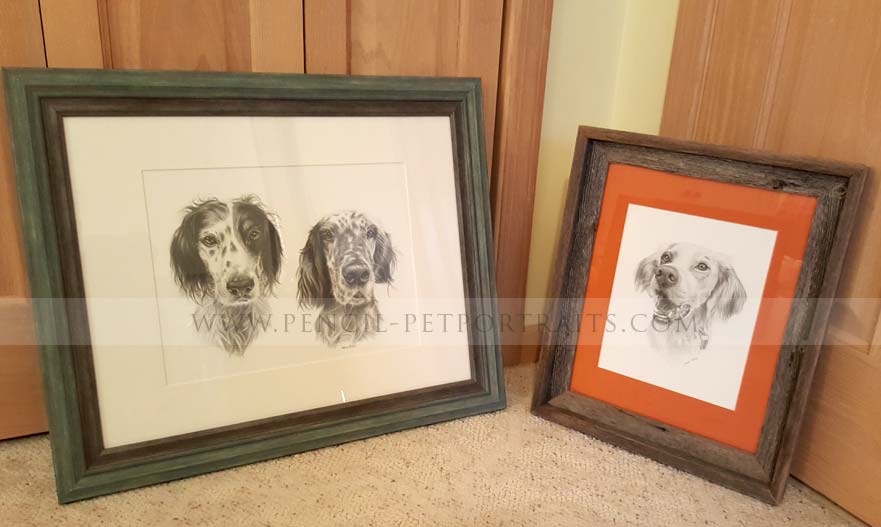 English Setter Portraits