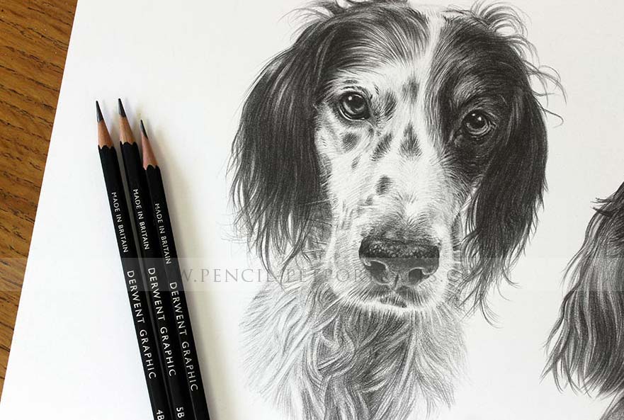 English Setter Portraits