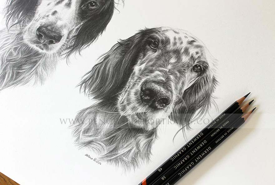 English Setter Portraits