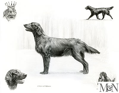 flat coated retriever pencil montage